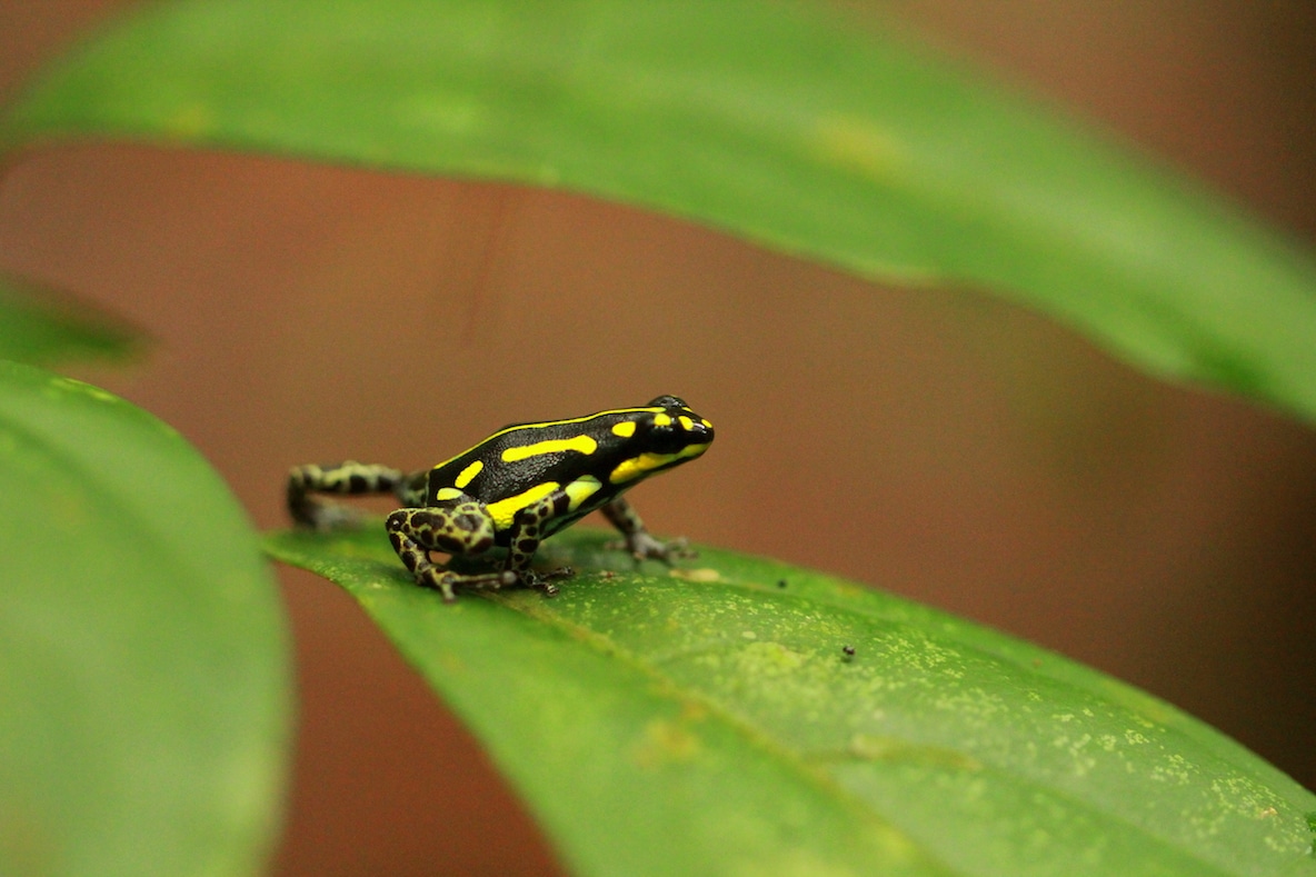 Howard - Dart Frog (not in PP).JPG