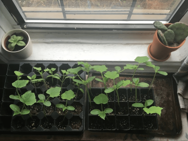 svetlana_seedlings.png