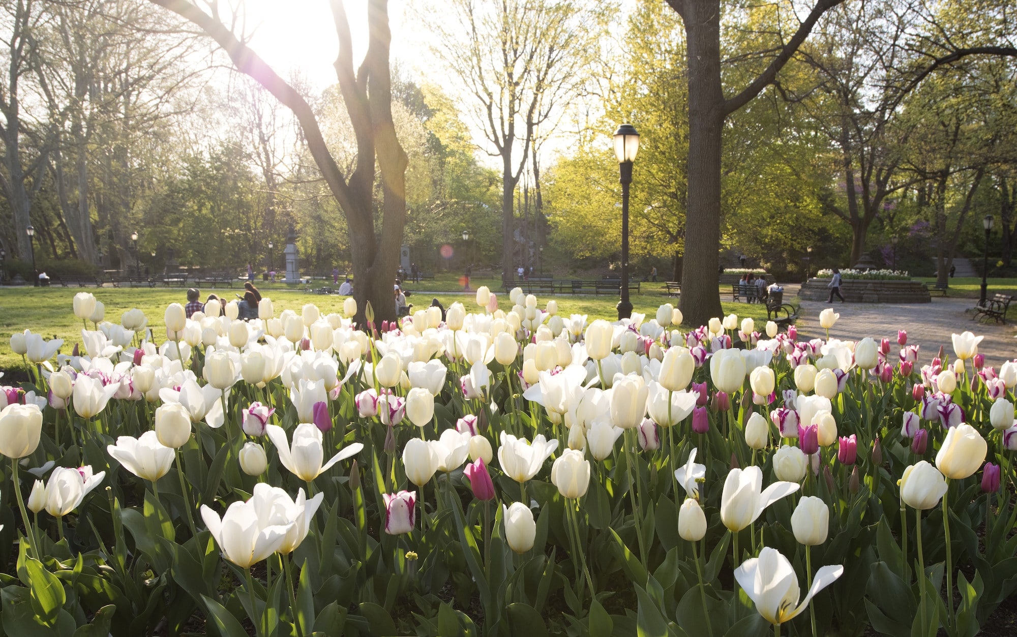 Make the Most of Brooklyn's Backyard + Become a Prospect Park Alliance Member at a Limited-Time Discount!