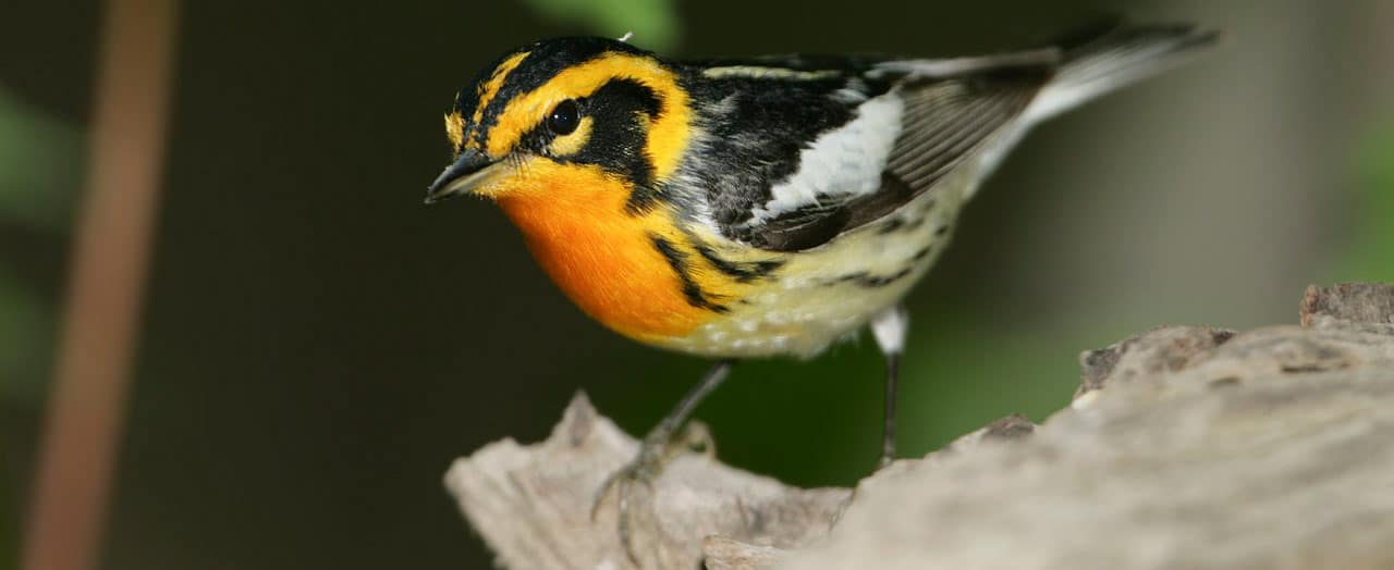 blackburnian-warbler-bird.jpg